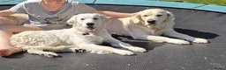 Golden Retriever dogs for sale: Stunning Cream KC registered Golden Retrievers  - Advert 9
