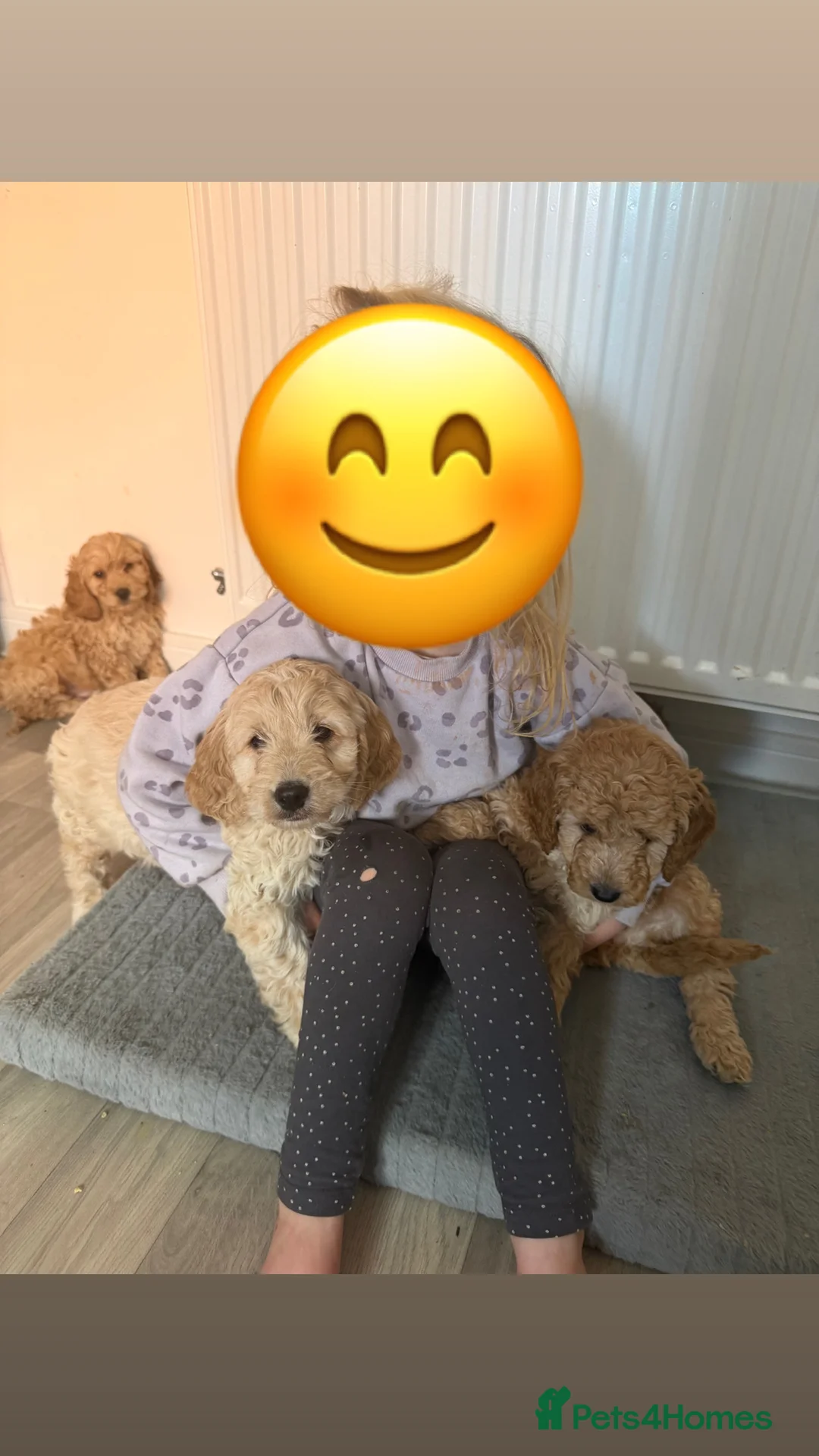 Cockapoo dogs for sale: Cockapoo puppies  - Advert 2