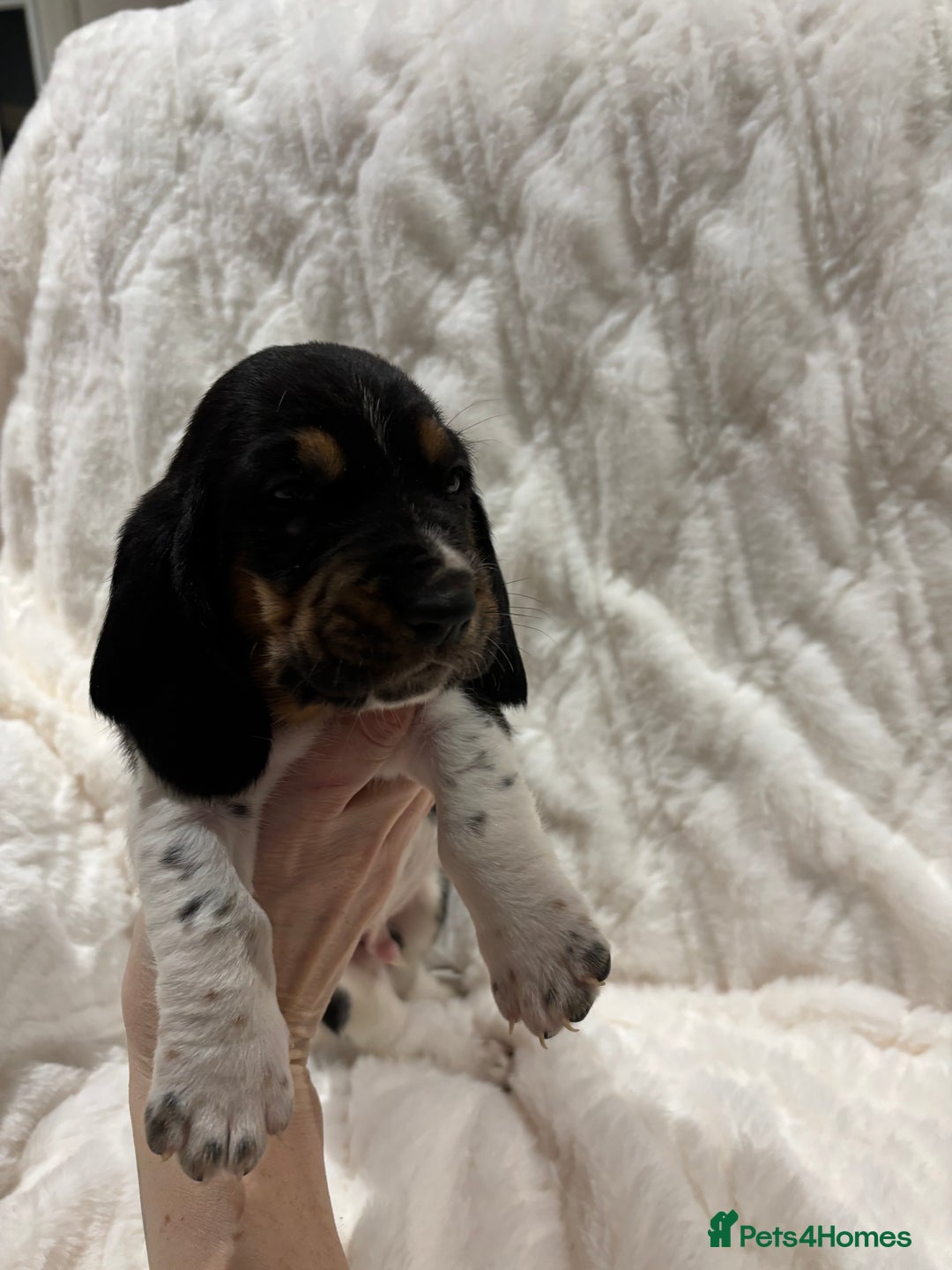 Basset Hound dogs for sale: Bassett hound puppies  - Advert 2