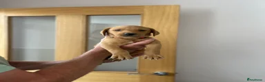 Labrador Retriever 1