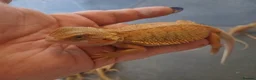 Bearded Dragon reptiles for sale: Baby bearded dragons  - Advert 12