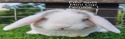 Mini Lop rabbits for sale: Various Mini Lop Babies  - Advert 5