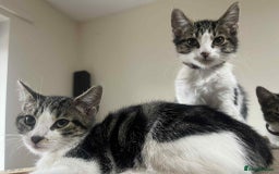 Mixed Breed cats for sale: 2 tabby kittens  - Image 15