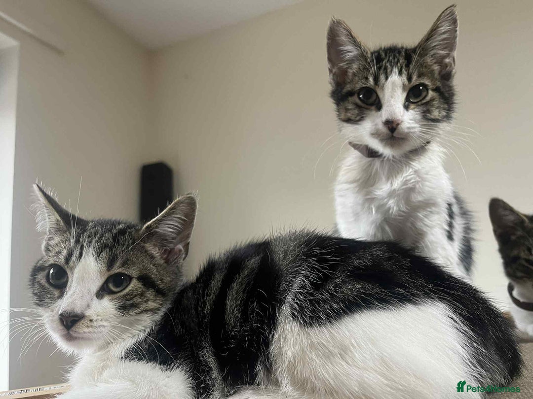 Mixed Breed cats for sale: 2 tabby kittens  - Image 15
