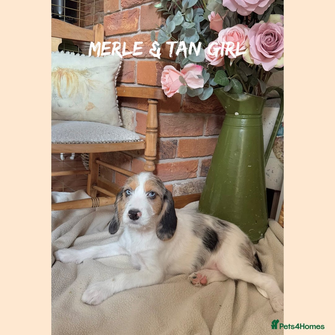 Mixed Breed dogs for sale: ☀️PERFECT POOGLES (beagleXminiature poodle)☀️ in Rhayader - Image 9