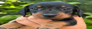 BLACK & TAN MALE 