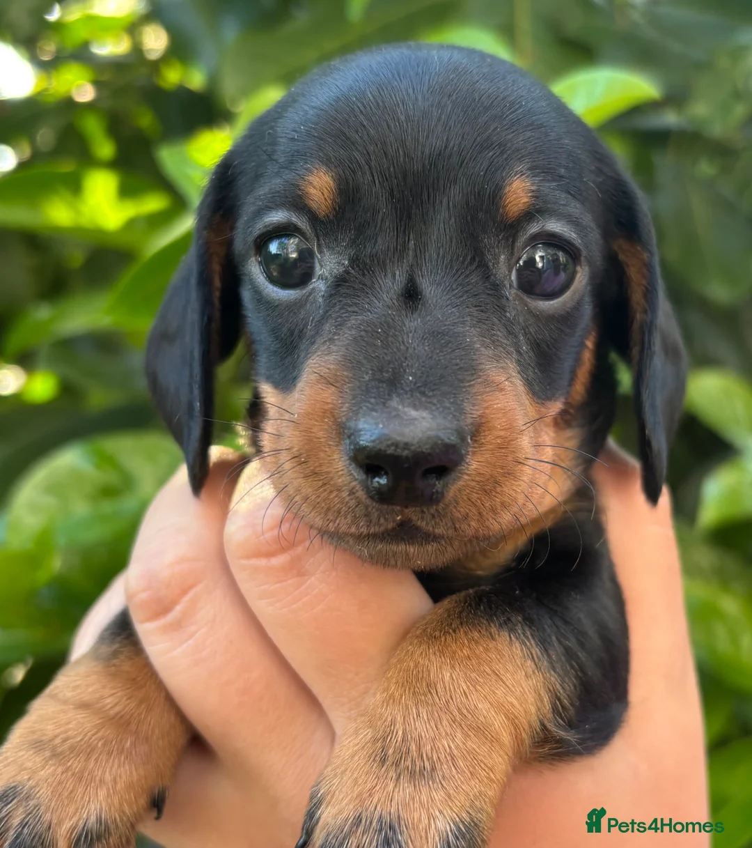 Miniature Dachshund dogs for sale: KC Miniature Dachshund Puppies For Sale - Advert 14