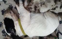 Sprocker dogs for sale: STRIKING SPROCKER SPANIEL PUPPIES  - Image 28