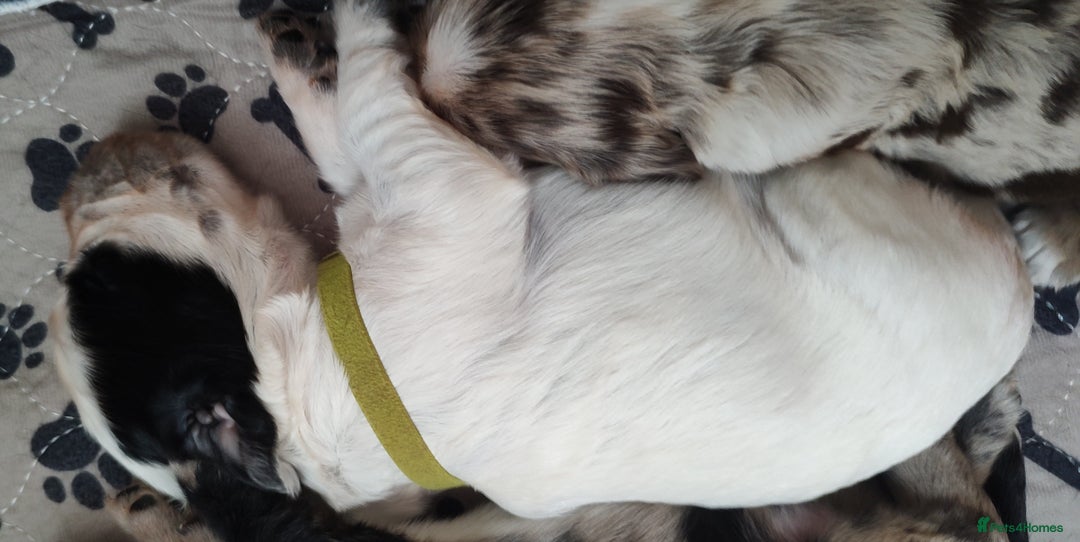 Sprocker dogs for sale: STRIKING SPROCKER SPANIEL PUPPIES  - Image 28