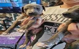 Whippet dogs for sale: Whippets - Image 5