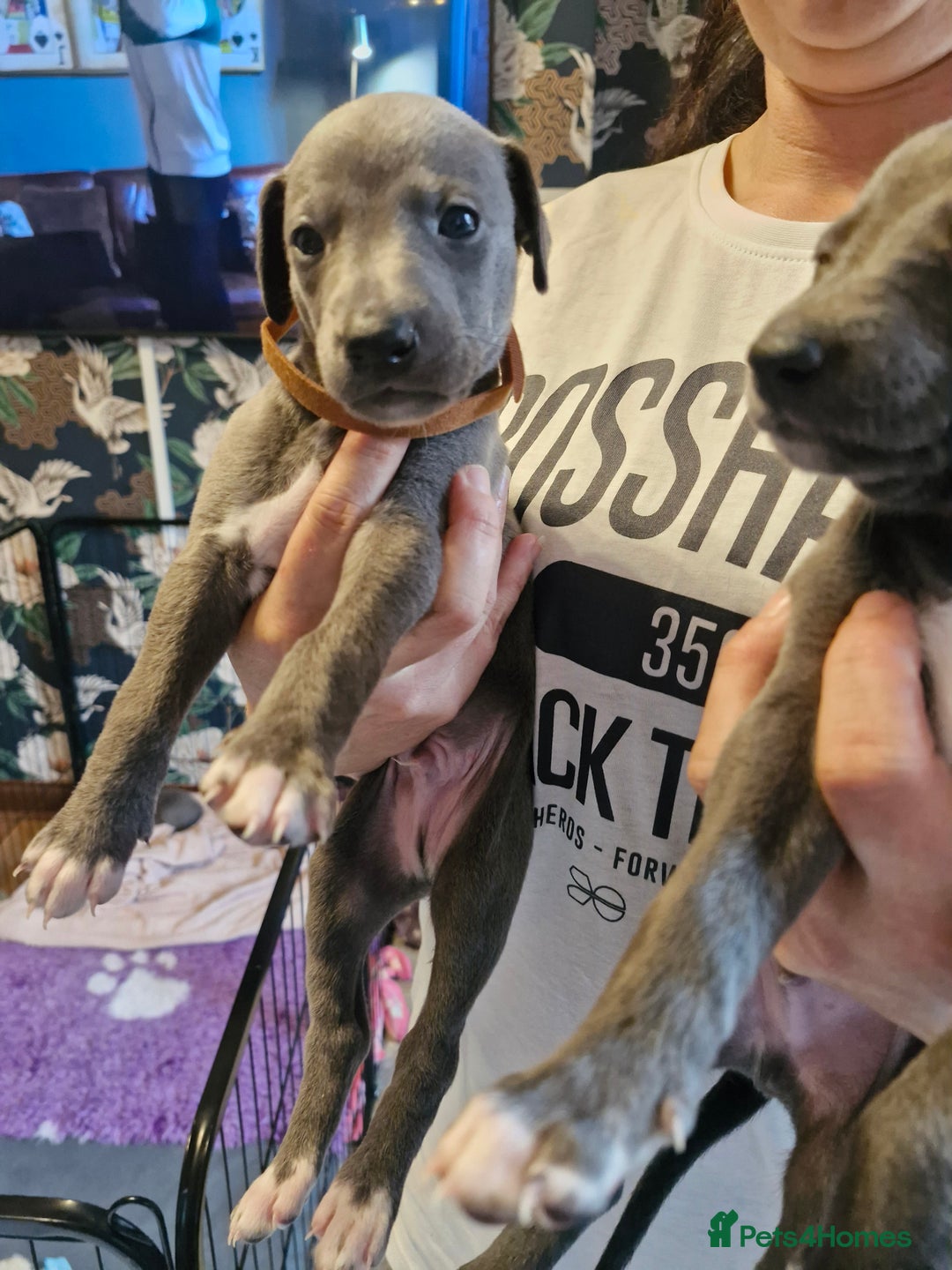 Whippet dogs for sale: Whippets - Image 5