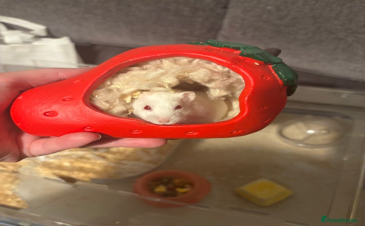 Hamster rodents - Advert 2