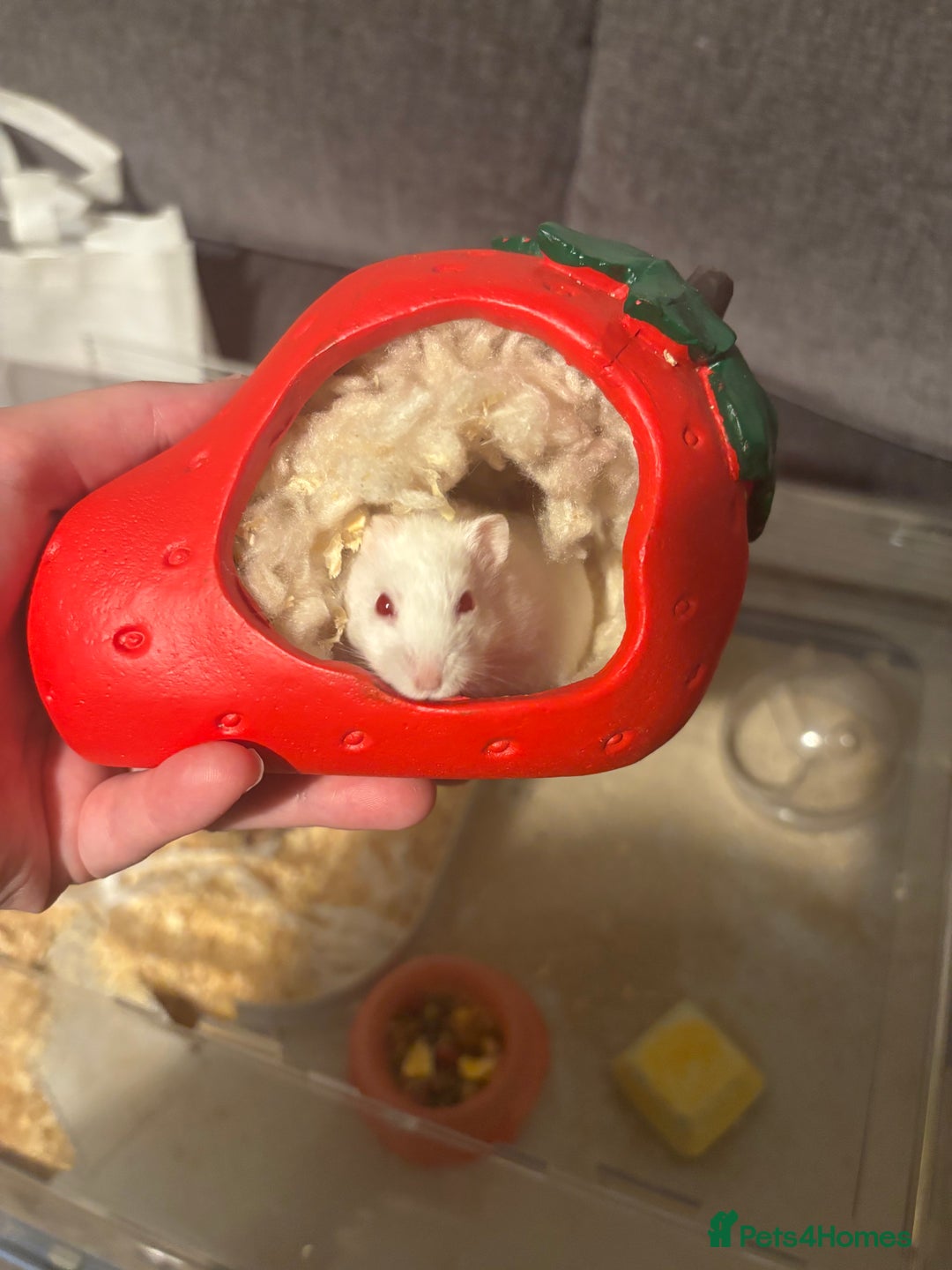 Hamster rodents for sale: Russian Dwarf Female (11 months old) - Image 1