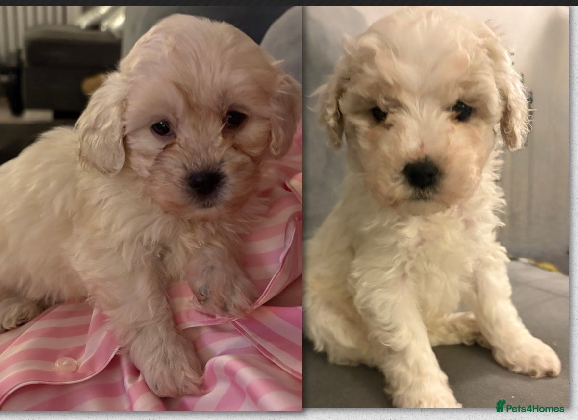 Shihpoo dogs 🩵 2 Male Shihpoo puppies for sale 🩵 - Advert 2