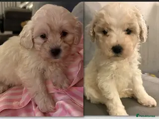 Shihpoo dogs 🩵 2 Male Shihpoo puppies for sale 🩵 - Advert 2