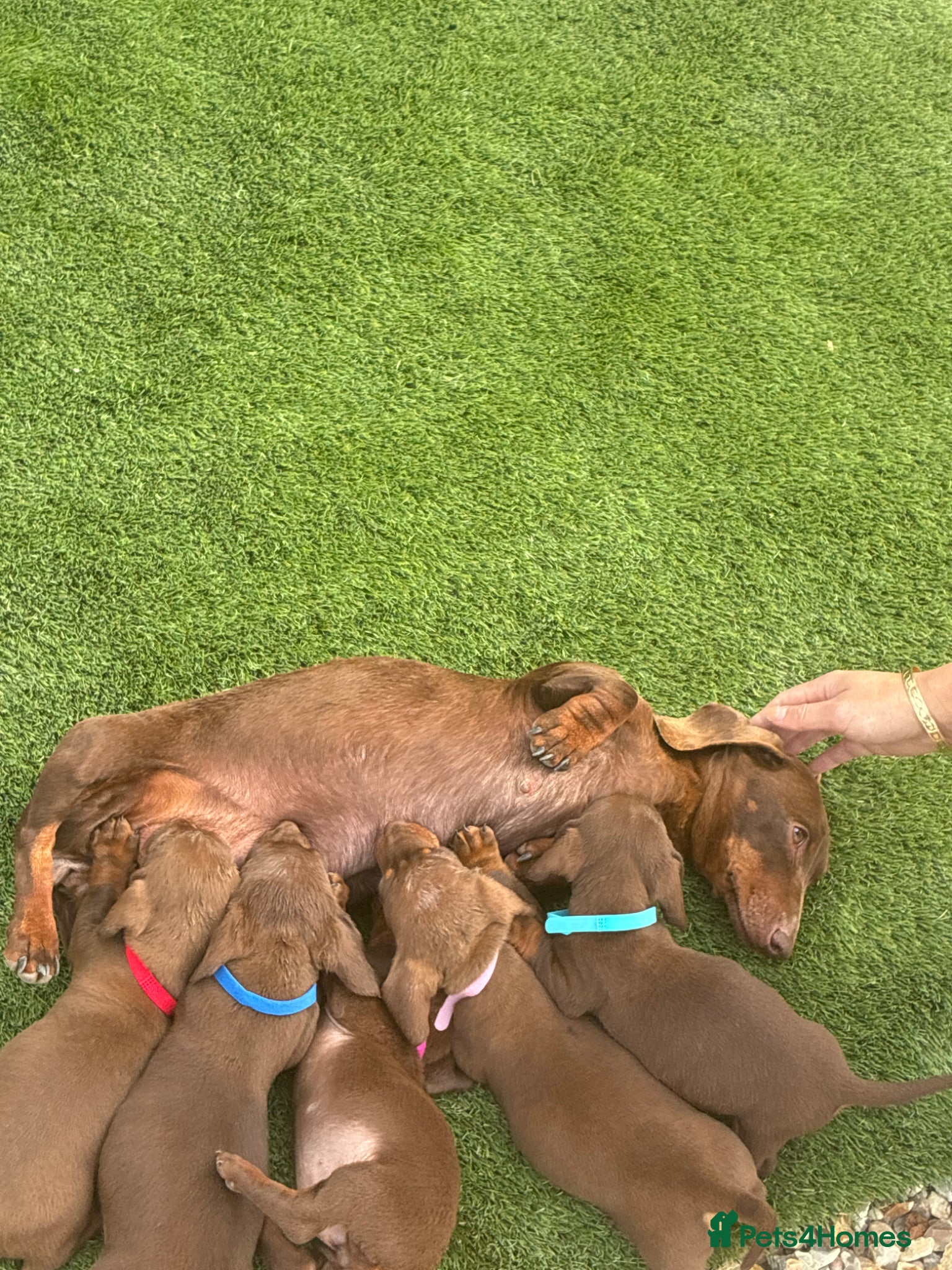 Dachshund dogs 5 stunning miniature dachshund puppies - Advert 7