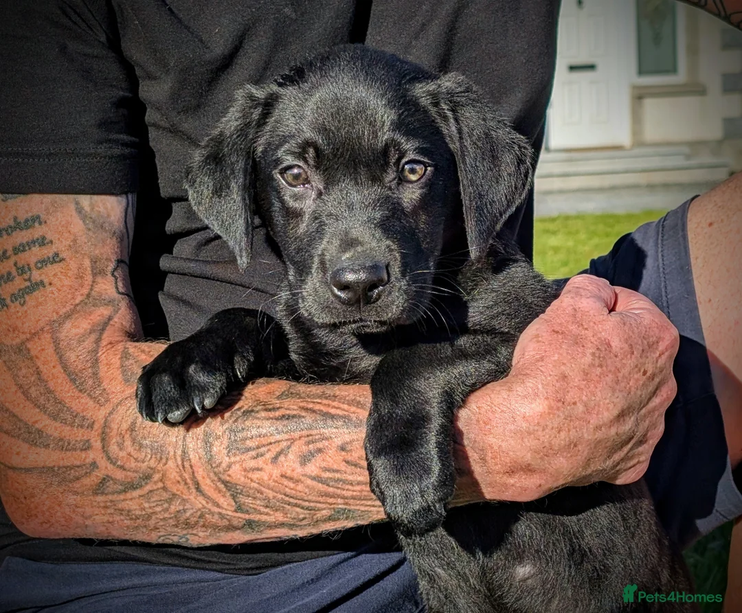 Labrador Retriever dogs for sale: Fully Health Tested/RKC Registered Labrador Pups - Advert 8