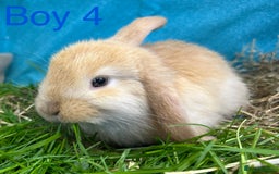 Dwarf Lop rabbits for sale: Baby bunnies looking for forever homes - Image 7