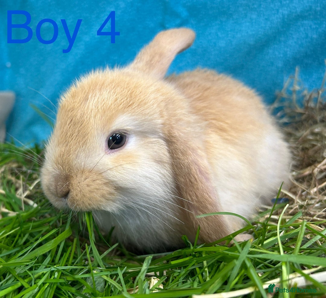Dwarf Lop rabbits for sale: Baby bunnies looking for forever homes - Image 7