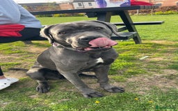 Cane Corso dogs for sale: Beautiful Female cane corso  - Image 5