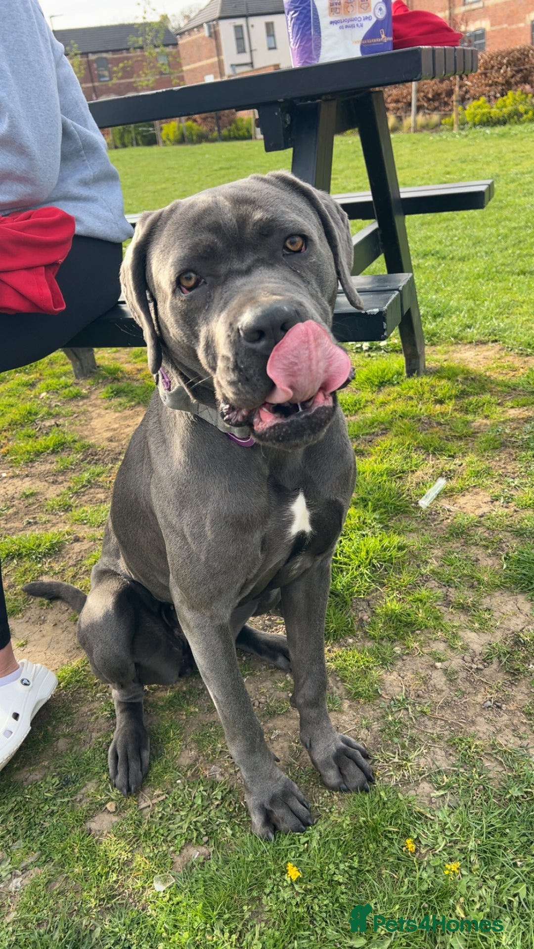 Cane Corso dogs for sale: Beautiful Female cane corso  - Image 5