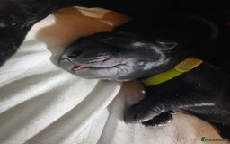 Labrador Retriever dogs for sale: Handsome Reggie needs forever family - Image 8