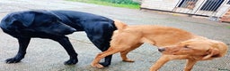 Labrador Retriever dogs for stud: Proven KC black labrador for stud - Advert 3