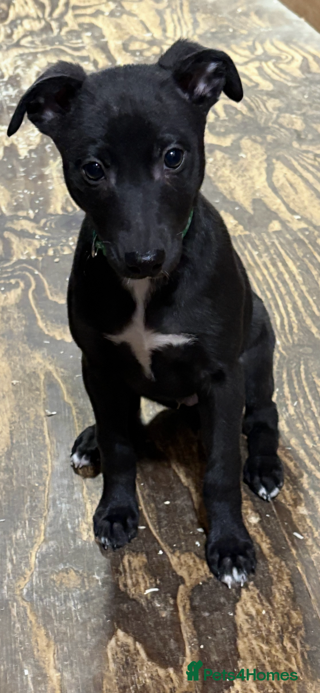 Lurcher dogs for sale: Lurcher pup - Advert 3