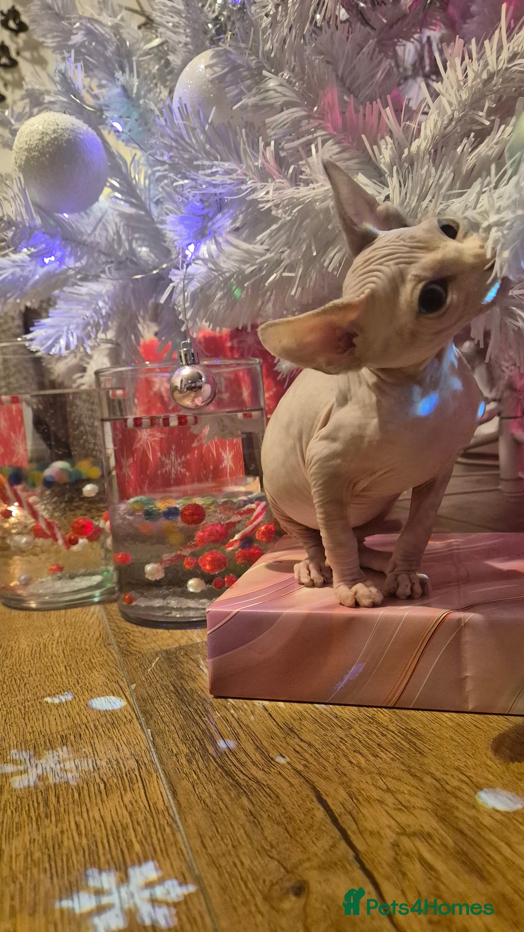Sphynx cats for sale: Exclusive Sphynx Kittens Looking for Forever Homes - Advert 2