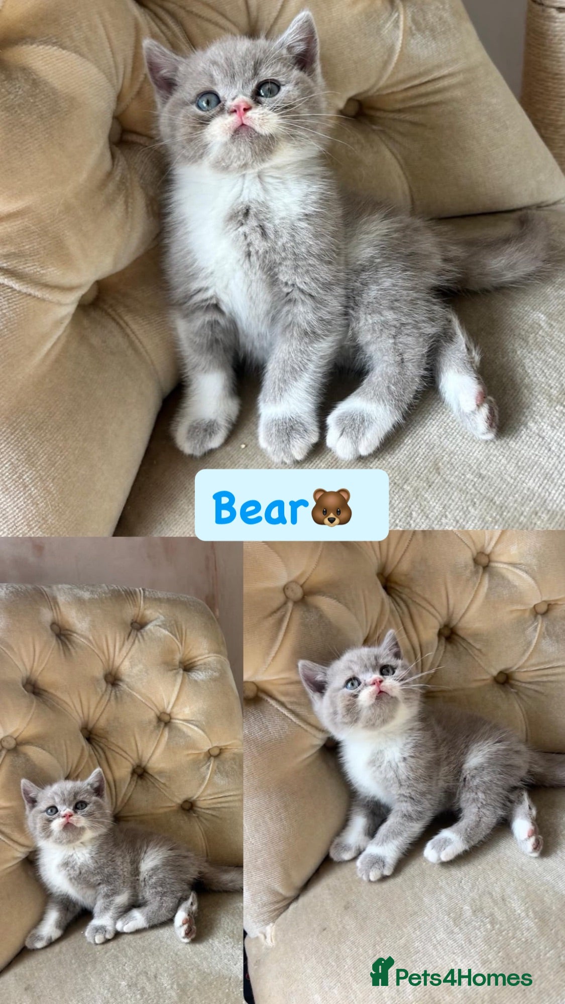 British Shorthair cats Incredible BSH Pedigree 🐾💖 GCCF £1000 - Advert 2