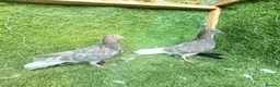 Pigeons birds for sale: Beautiful Vaccinated Pigeons – Quick Sale £20 - Advert 6