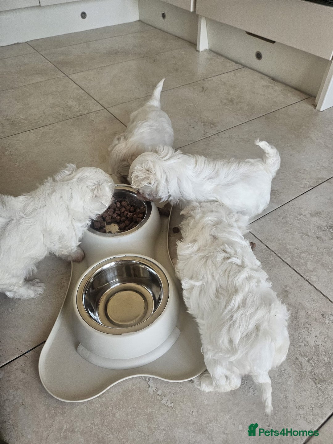 Maltese dogs for sale: Maltese puppies pedigree - Image 12