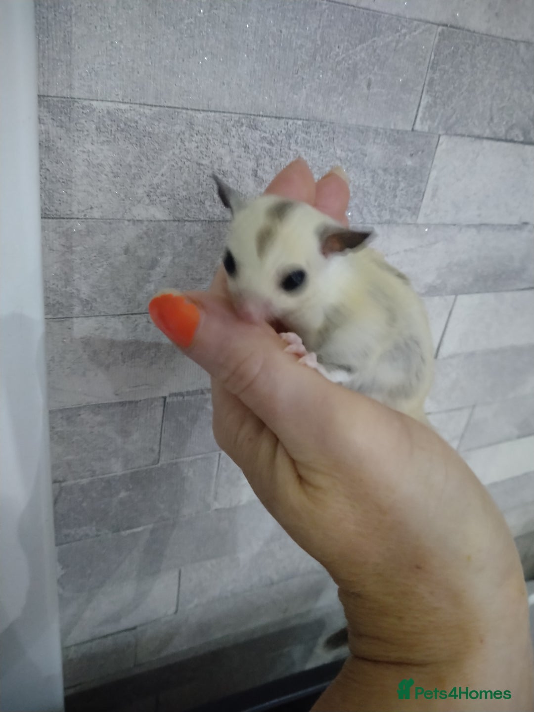 Sugar Glider rodents for sale: Stunning baby sugar glider  - Advert 5