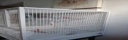 Budgerigars birds for sale: Two male budgies - with cage  - Advert 9