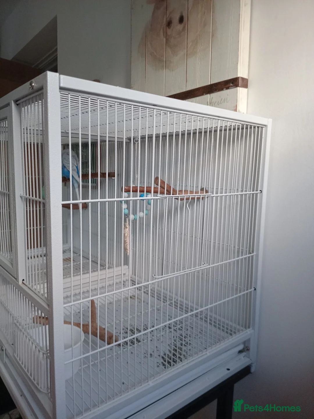 Budgerigars birds for sale: Two male budgies - with cage  - Advert 9