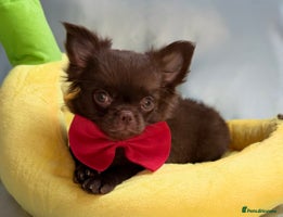 Chihuahua dogs - Advert 8