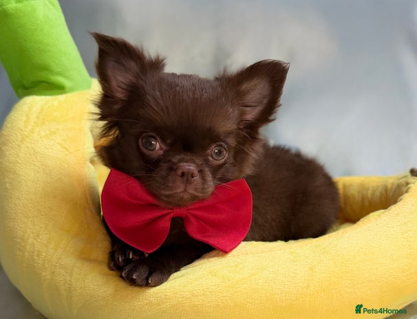 Chihuahua dogs - Advert 1