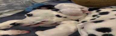 Dalmatian 2