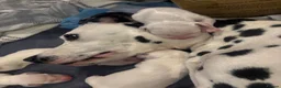 Dalmatian dogs for sale: 🐾 Stunning KC Pedigree Dalmatian Puppies 🐾 - Advert 26