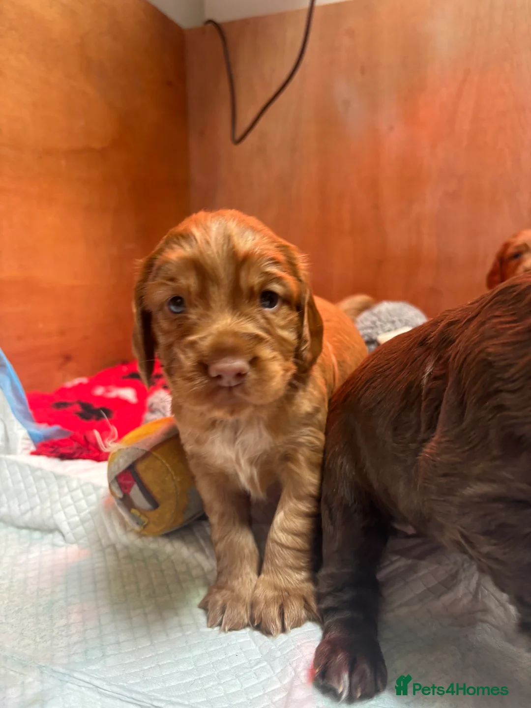 Cocker Spaniel dogs for sale: Kc Registered Cocker Spaniel Puppies - Advert 2