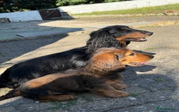 Dachshund dogs for sale: Long Coated Standard Dachshund, Crufts potential!  - Image 6