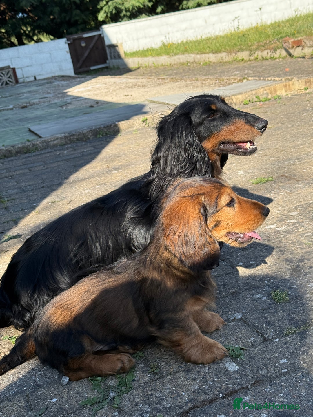 Dachshund dogs for sale: Long Coated Standard Dachshund, Crufts potential!  - Image 6