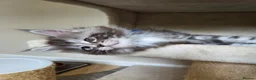 Maine Coon cats for sale: Outstanding Quality shaded line Boys - Advert 10