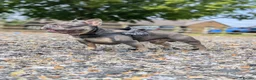 French Bulldog dogs for sale: French bulldog looking for forever home  - Advert 4