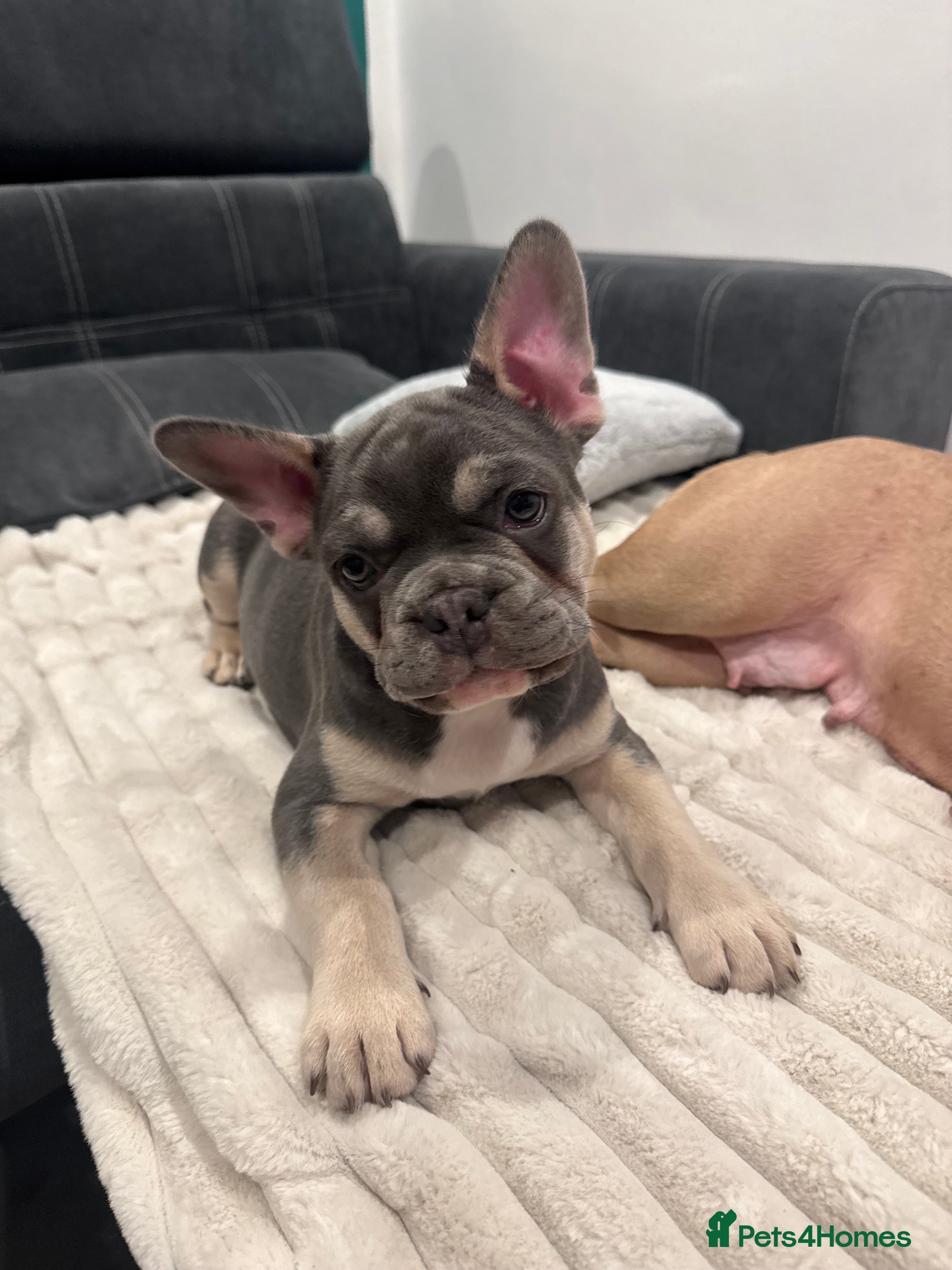 French Bulldog dogs French Bulldog Puppy - Boy - Advert 11