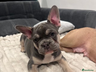 French Bulldog dogs French Bulldog Puppy - Boy - Advert 11