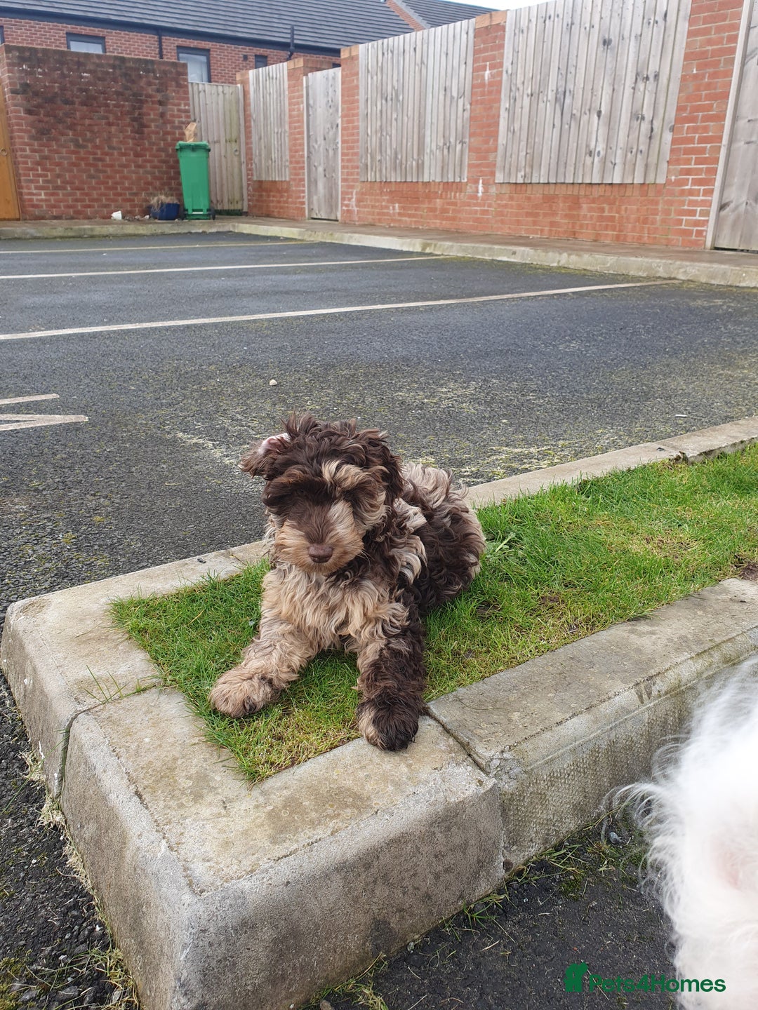 Cockapoo dogs for sale: Brown merle cockapoo girl 1 year 7 months old - Image 11