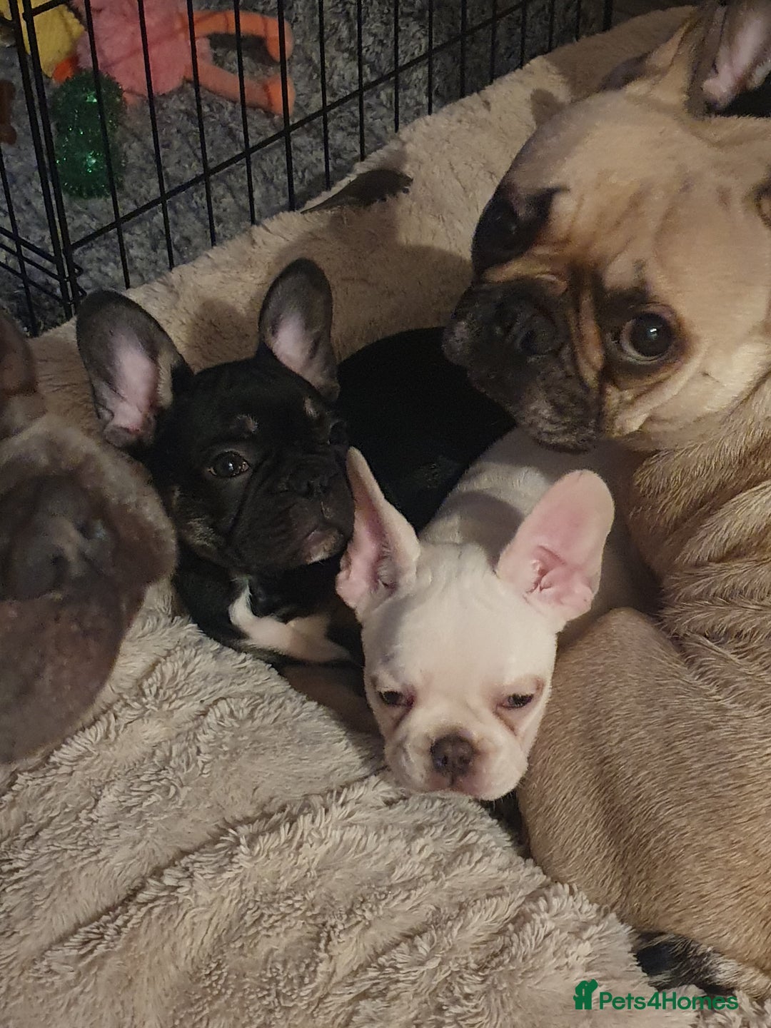 French Bulldog dogs for sale: French bulldog pup - Advert 5