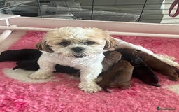 Shihpoo dogs for sale: Shipoo Pups - Image 1