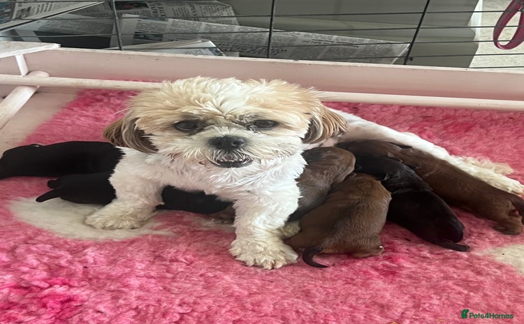 Shihpoo dogs - Advert 19